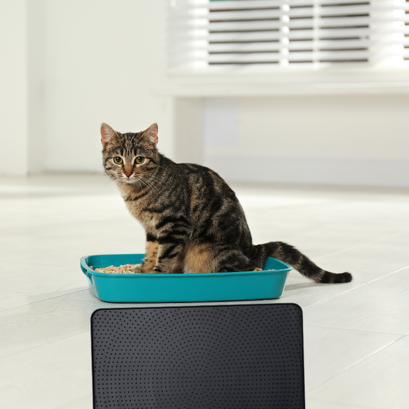 SuperClean Mat™ - Il Tappeto Lettiera per Gatti - Amorequattrozampe - Amorequattrozampe