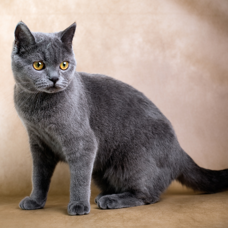 Il Fascino del British Shorthair: Un Compagno Affettuoso