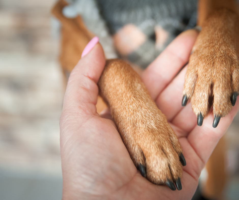 Il Compagno Perfetto: Guida Alla Scelta del Cane in Base alla Tua Personalità