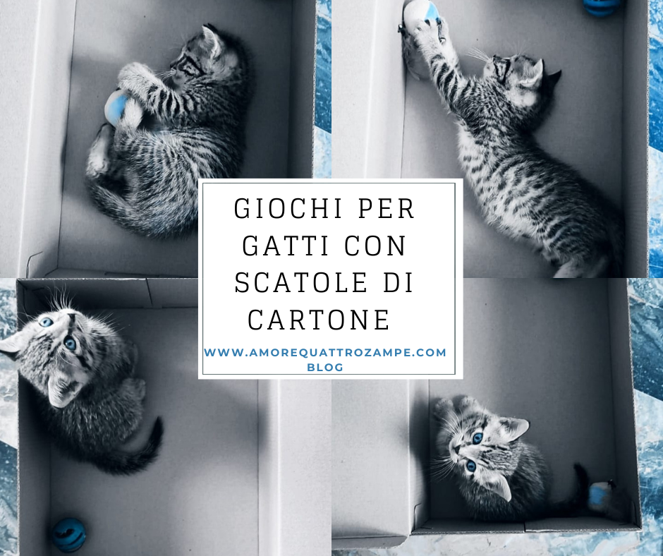 Giochi per gatti con scatole di cartone - Gioca, Riposa e Stimola la Mente del Tuo Felino