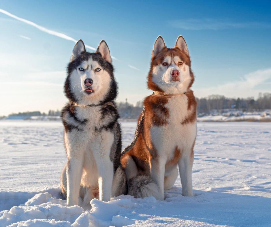 Il Siberian Husky: Bellezza, Forza e Affetto