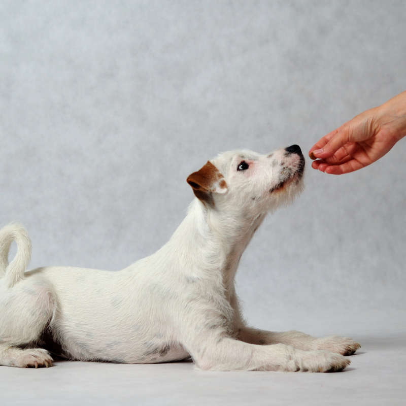 Integratori Alimentari per Cani e Gatti: Necessari per una Vita Sana e Felice?