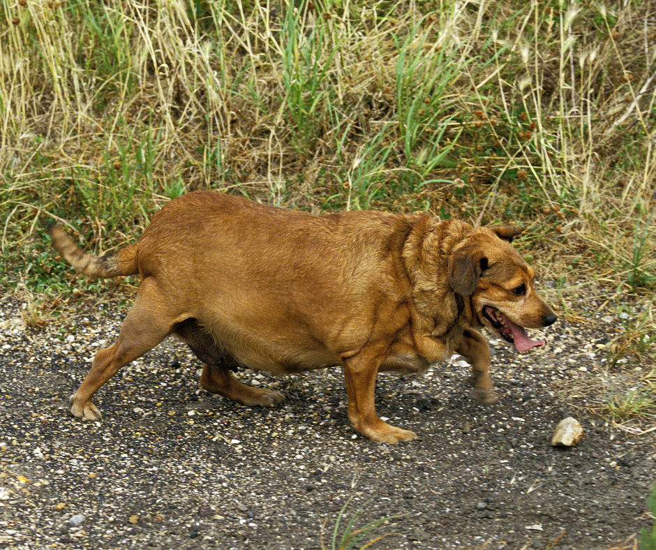 Combattere l'Obesità Canina: Una Guida Completa per il Benessere del Tuo Amico a Quattro Zampe"