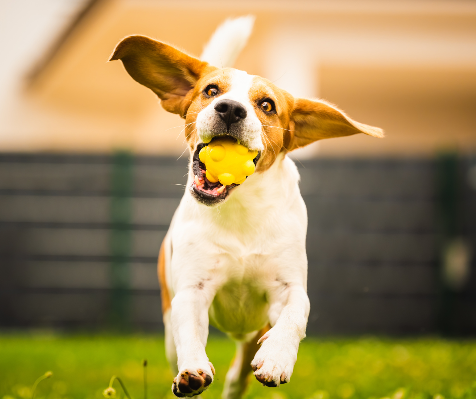 Esercizio Felice: Una Guida Completa alla Routine di Attività per Cani e Gatti