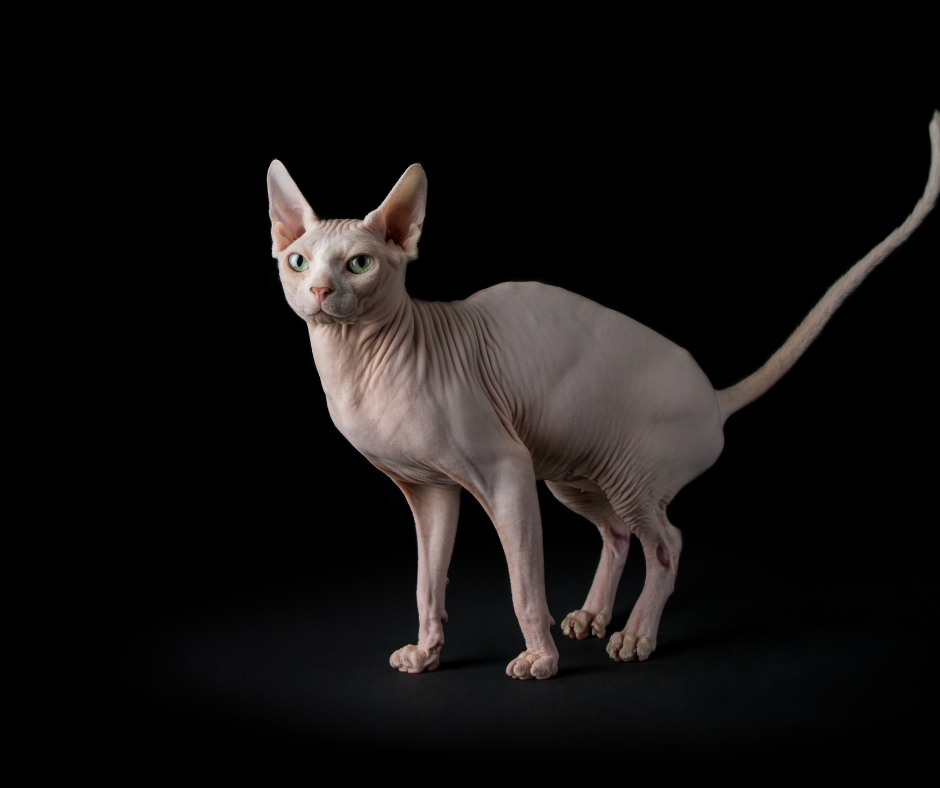 Alla Scoperta del Gatto Sphynx: Eleganza Senza Peli