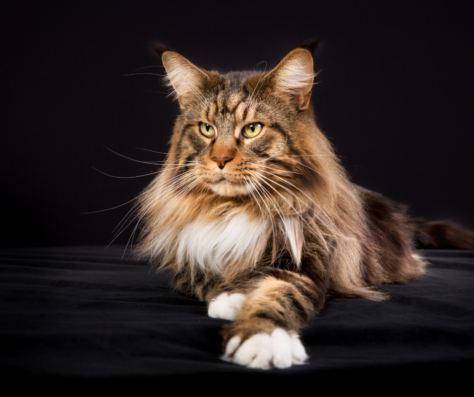 Esplorando la Bellezza e la Maestosità del Gatto Maine Coon: Pregi, Difetti e Consigli per i Futuri Proprietari